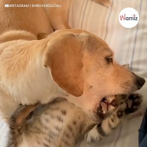 Comme quoi l'amitié, voire l'amour, entre chien et chat existe vraiment 😍🐶😽 . . Crédits : @SHIBUYAROLLCALL | Wamiz