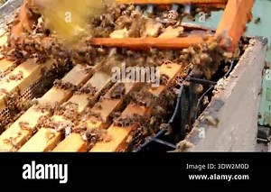 Queen bee honey industry in Hawaii