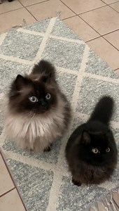 9.5K views · 132 reactions | Friendly Noodles on Reels | Facebook