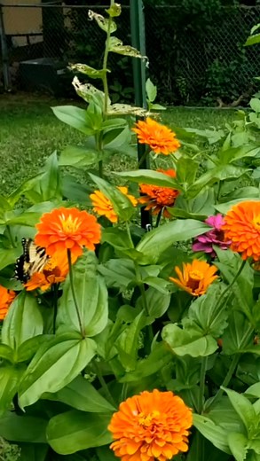 Tiger Swallowtail Butterfly on Zinnias. 🥰 #plantsmakepeoplehappy #naturelovers #nature #pollinators #butterflies #naturephotography | Analita Havens