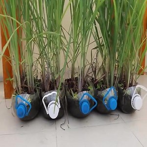 How to plant citronella | 𝐀𝐝𝐨𝐫𝐚𝐛𝐥𝐞 𝐆𝐚𝐫𝐝𝐞𝐧