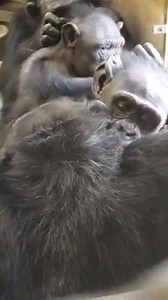 "When it's raining outside, it's groomfest time!" --Care Supervisor Mary captured this sweet moment of Misty, Nina, Slim, and Blossom grooming each other on a recent rainy day. (That noise you hear is the chimps' bedroom fans -- covering up those cute, happy grooming sounds!) | Chimp Haven