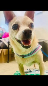 Adoptable Jackson! Where are all our chihuahua lovers? This guy is almost 13 years young, he still has a ton of energy and loves his walks. Jackson is a very typical chihuahua, if you a chi type, you know. He needs a little time meeting new people, but once he’s familiar, you have a friend for life. Please come see Jackson! Come visit during adoption hours this weekend: SAT-11-3PM, SUN-11-1PM and WED-6-8PM. View our Petfinder for more details on everyone: https://www.petfinder.com/member/us/ma/a