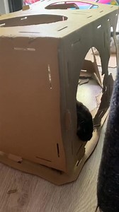 Temper tantrum! | Huxley and Anais the bunnies