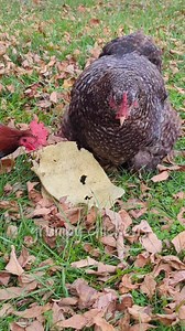 4.6K views · 240 reactions | Spinach tortilla ✅ Nakey chickens ✅ #imagrumpychicken | Grumpy Chickens | Facebook