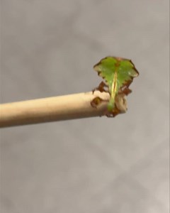 30K views · 1.4K reactions | Meet one of our Giant Leaf Insect babies...