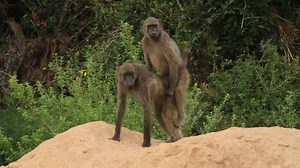 Chacma baboons mating - Stock Video Clip - K004/1583