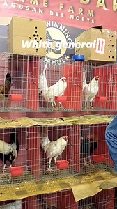 Fiestag 2024 Late upload Randolf Plaza #everyonehighlights | Dano Gamefowl