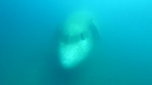 「Airbus A300 Wreck Underwater」の動画素材（ロイヤリティフリー）20987968 | Shutterstock