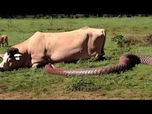 ASMR Pretty Girl Harrow Cleaning Cow Machine Robotic Farm #WithMe Cows Milking Dangerous Farming