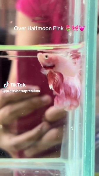 Ikan Cupang Pink: Kado Ideal untuk Cewek