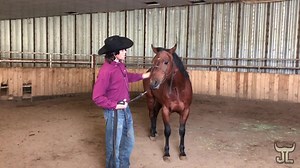 Head Shy Horses can be such a hard problem to fix. Here is the solution! have you ever ad a head shy, hard to catch horse? what has been your experience? | Barjlhorsetraining