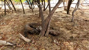 113K views · 7.5K reactions | Adventures in Komodo : Komodo Island: Komodo Dragon #wildlife #travel #explore #Bali #beach #island #dragon #komodo #komododragon #indonesia | Arkatech | Facebook