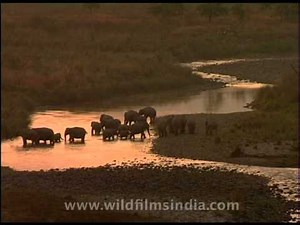 Elephants bathing in the sunset glow!