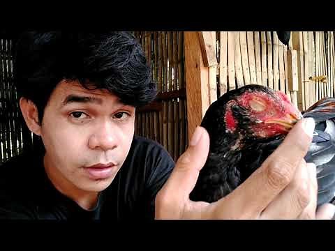 BASIC TREATMENT FOR CHICKEN CORYZA