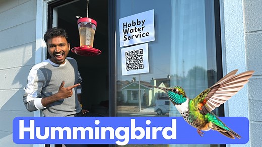 DIY Hummingbird Nectar | Hobby Explorer YouTube