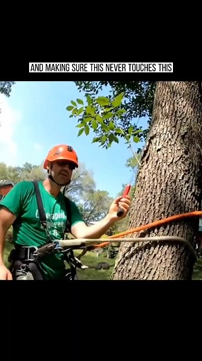 Mastering Tree Climbing Techniques: A Step-by-Step Guide