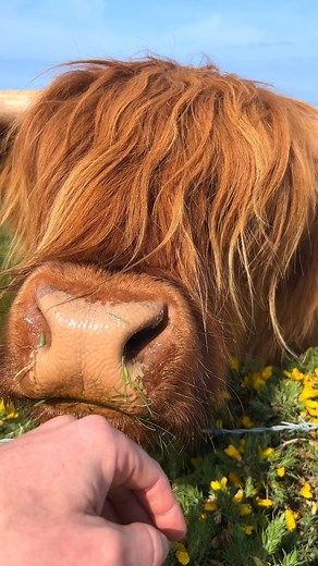 The most Scottish trip ever! 🌅 This July, we’re hosting a trip in Scotland. We’ll be grooming Highland Cows, hiking coastal trails, learning Scots and maybe even herding some sheep! For dates and to pre-register, head here: https://www.breacans.com/trips 🐑 🙌 #VisitScotland #HighlandCows #dumfriesandgalloway | The First Piper