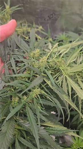Super Cropping For Increased Yields