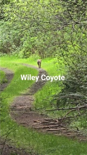 Wiley Coyote #coyote #nature