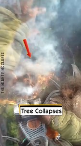 Tree Collapses | The Mighty McClures
