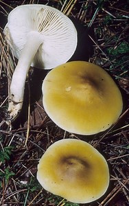 Tricholoma fumosoluteum - Alchetron, the free social encyclopedia