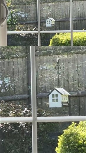 4K Bird Close-up! 🐦 Best Relaxing Backyard Bird Watching #Shorts #Birds #Nature #4K #Wildlife