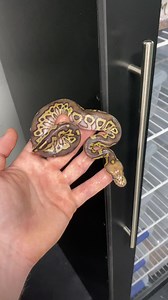 1.6K views · 53 reactions | Day one for this Hurricane Clown combo! Big reveal coming tomorrow. #hurricaneclownballpython #ballpythons101 #dayoneoroneday | Ball Pythons 101 | Facebook