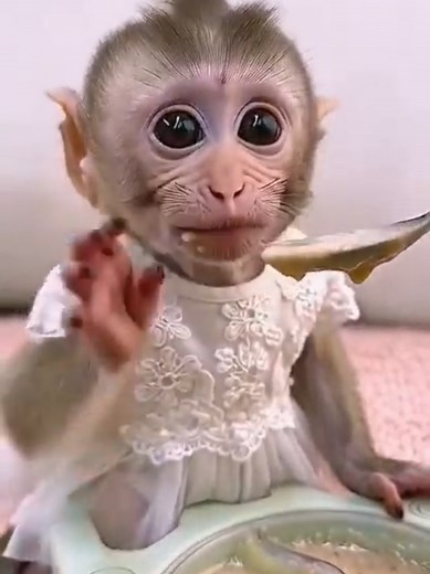 Baby Monkey Lola Enjoys Porridge Before a Walk