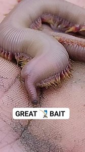 58K views · 59 reactions | These bloodworms are excellent fishing bait just handle them carefully they have fangs and venom. I harvest these worms in the tidal mud flats in Maine 缾 #fishing #viral #huge #ocean #wild #nature | Wayne Bishko | Facebook