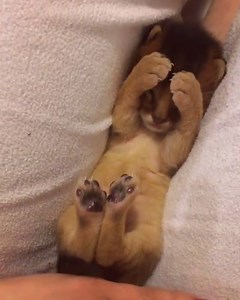 11K views · 2K reactions | Most precious thing you'll see today <3 | Mr. Fun | Facebook