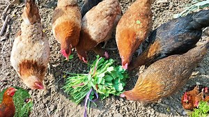 2.5K views · 309 reactions | Natural Supplements for Chickens | Natural Immune Boosters for Poultry Birds | Dr. ARSHAD | Dr. Arshad Veterinary Clinic | Facebook