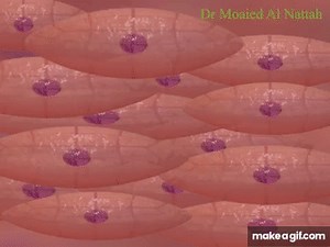 Smooth Muscle Contraction on Make a GIF