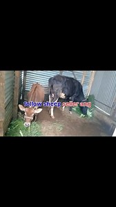 13K views · 181 reactions | 9541331860. Asalamualaikum hope all friends are fine 2nd lactation pregnant cow 2months pregnant is looking for new home at GANDERBAL 6 months old HIEFER. 12 kg milk present 17plus records Call him for more details 9541331860. #cows #post #viralreelschallenge #viralvideochallenge Follow sheep seller ang For ADD PROMOTION CONTACT 77808 37312 Thanks to all brothers who support  ❤️   | sheep seller ang | Facebook
