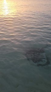Sunset at Honeymoon beach #virginislandsnationalpark #VIIS #Carribean #stjohnusvi #MarineMondays | Virgin Islands National Park