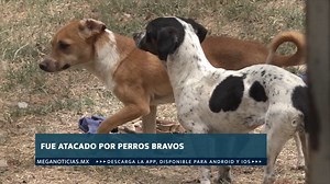 #MeganoticiasColima 🚶🏻🐕 Dos perros pit bull me atacaron al ir caminando: Raúl La información 📲www.meganoticias.mx Descarga la app ▶ https://bit.ly/3tTg3mt | Meganoticias Colima