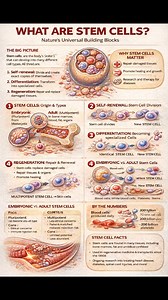 42K views · 308 reactions | Stem cells are unique cells with the ability to self-renew and differentiate into specialized cell types. They play a crucial role in growth, tissue repair, and regeneration. Found in embryos, bone marrow, blood, and other tissues, stem cells form the foundation of regenerative medicine and advanced therapies for diseases and injuries. #StemCells #RegenerativeMedicine #CellBiology #MedicalScience #HumanBiology | Scoolam Foundation | Facebook