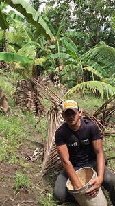 Fertilizer applications : Ammonium Sulfate(21-0-0-). 🌱🌿 #MAGSASAKA #cacaofarming #sustainability #farmers #farming #farmlife Juan Pablo 2.0 🫰 | Juan Pablo 2.0