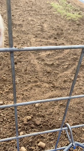 1.7K views · 42 reactions | Our yaks love getting treats too! #lostcreeksafari #zoolife #zoo #zooanimals #animals #fun #oklahoma #stillwater #safari #yak #yaks #Asia #Himalayas #hairycattle #snacks #treat #peace #love #happiness | Lost Creek Safari, LLC | Facebook