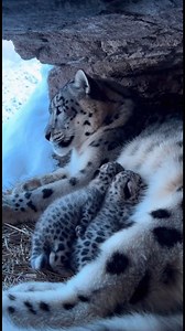 High in the frozen mountains, a female snow leopard gently breastfeeds her newborn cubs inside a rocky den. This rare and intimate wildlife moment showcases maternal care, survival, and the beauty of nature in extreme environments. #SnowLeopard #WildlifeDocumentary #BBCStyle #NatureLovers #WildlifeBehavior #SnowLeopardCubs #AnimalMotherhood #RareWildlife #mountainwildlife | Wild Zone