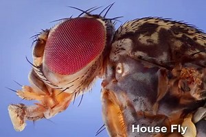 11 reactions | USB Digital Microscope 1000X - Only 28 $ (Y) LED lamp beads number: 8 stars Sensor: CMOS Pixels: 2 million Video format: AVI Picture format: BMP / JPG Photo resolution: 2560 * 1920 Video resolution: 640 * 480 Magnification: 40X-1000X Buy on link: https://bit.ly/2ZiaLQW | Engineering geology | Facebook