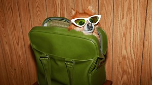 What Do Dogs Actually See?