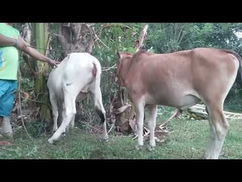 Bull checking the cow.Natural Mating and Crossover of Cow and Bull | Breeding Process.cows breeding