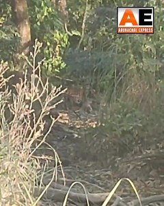 80K views · 974 reactions | Adult Bengal Tiger Sighted Near Siku RF...