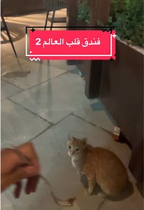 تجربتي في مطعم تبرزل وفندق قلب العالم 2 - يومياتي 2026