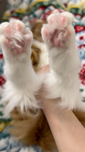 525K views · 11K reactions | Enjoy some perfectly baked floofy beans  #bakedbeans #bushsbakedbeans #toebeans #babybruh #floofycat #nostalgia | Belfast & Kohler • The FlowerHead Mafia | Facebook