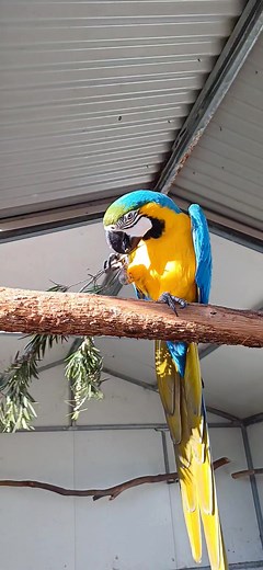 1.6K views · 67 reactions | Cleo enjoying Callistemon | Six Grey Parrots | Facebook