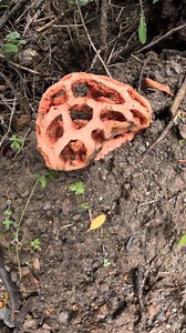 2.9K views · 18 reactions | Clathrus ruber – Yılan Kafesi Mantarı...