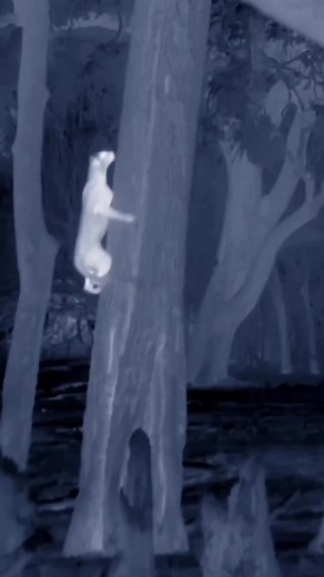 Leopard hunts Baboons in the trees! #Leopard #Baboon #leopardhunt | Ranthambore National Park