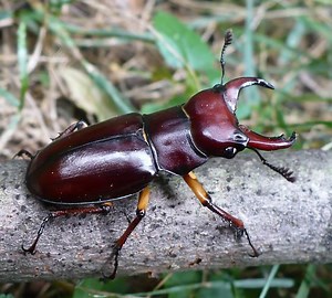 Lucanus capreolus - Alchetron, The Free Social Encyclopedia